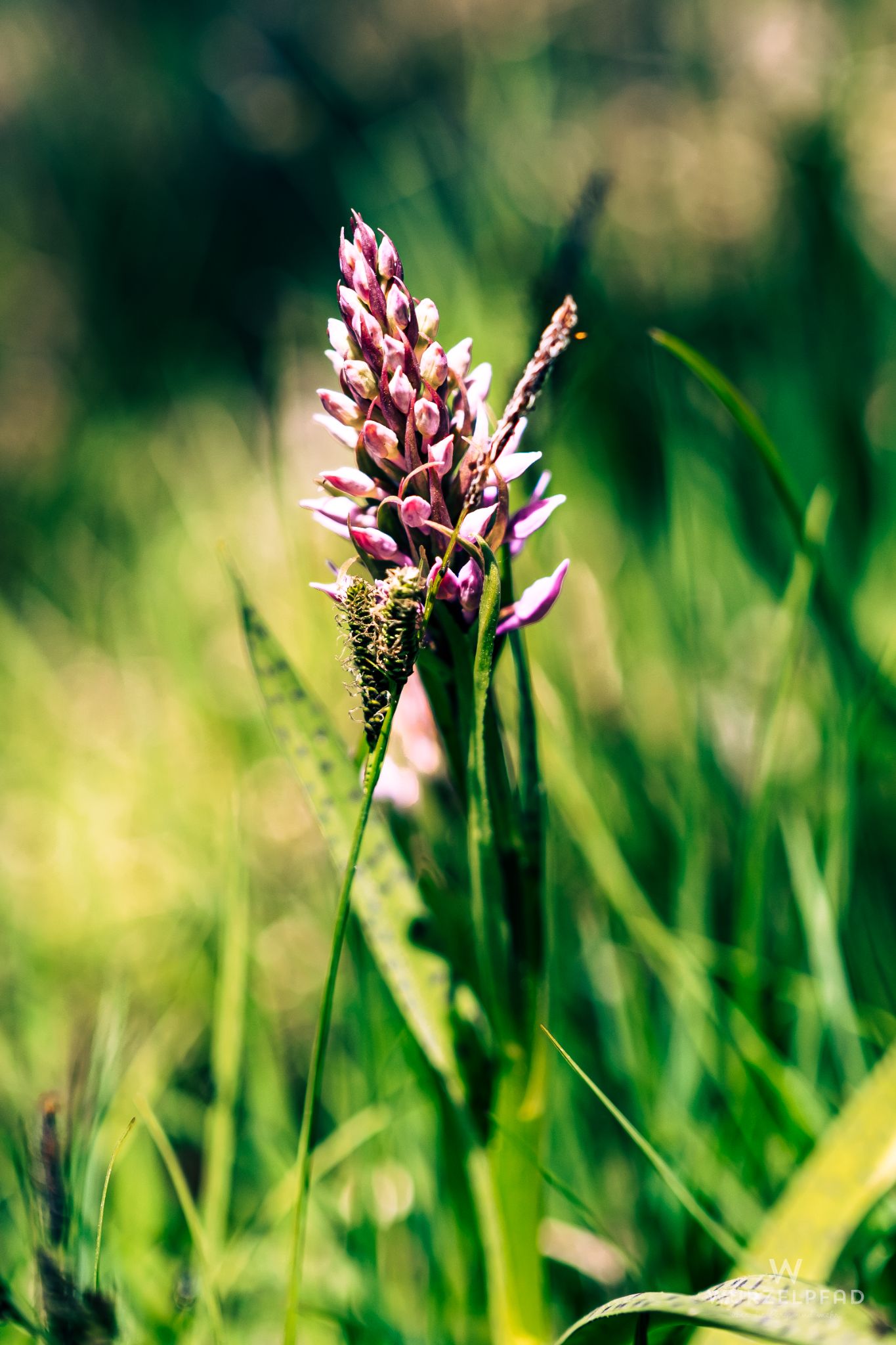 Geflecktes Knabenkraut (Dactylorhiza maculata)